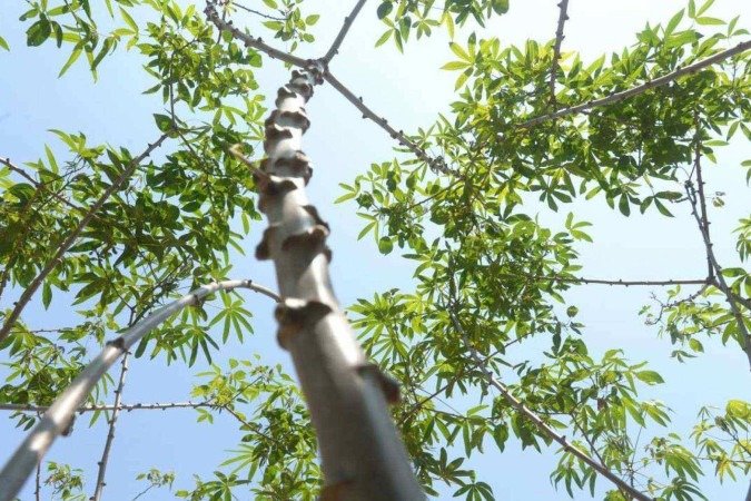  01/10/2024 Credito: Ed Alves/CB/DA.Press. Cidades. Plantação de Mandioca. Novo clone de Mandioca. Fazenda da UnB. 