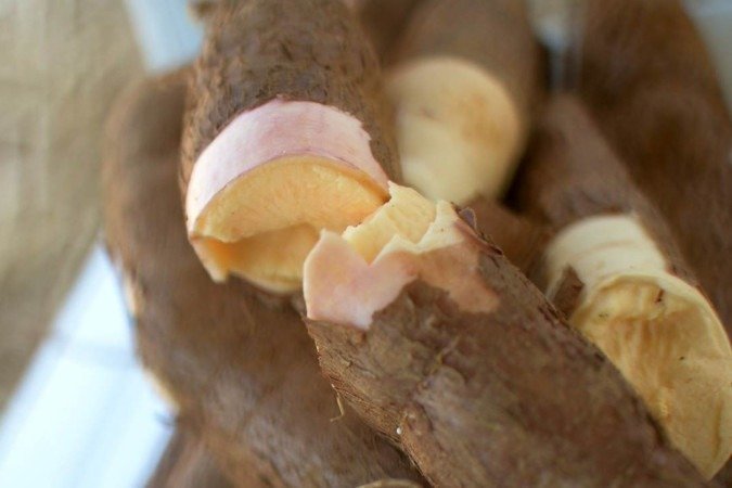  01/10/2024 Credito: Ed Alves/CB/DA.Press. Cidades. Plantação de Mandioca. Novo clone de Mandioca. Fazenda da UnB. 