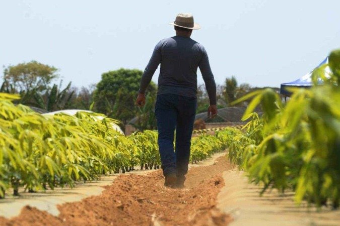  01/10/2024 Credito: Ed Alves/CB/DA.Press. Cidades. Plantação de Mandioca. Novo clone de Mandioca. Fazenda da UnB. Na foto, Antonizete dos Reis souza - Produtor Rural. 