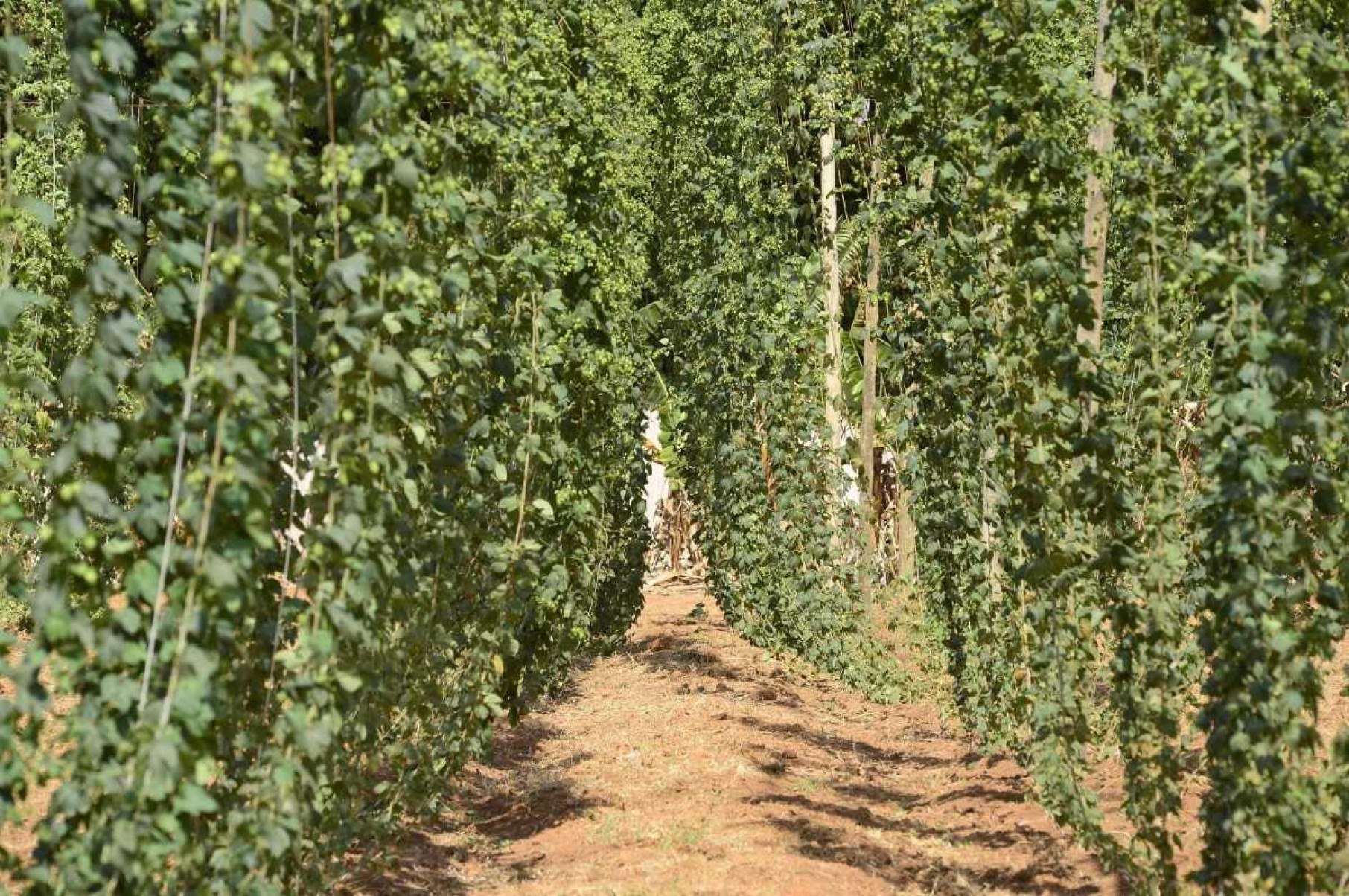 Plantação, em Brazlândia, está pronta para a primeira colheita