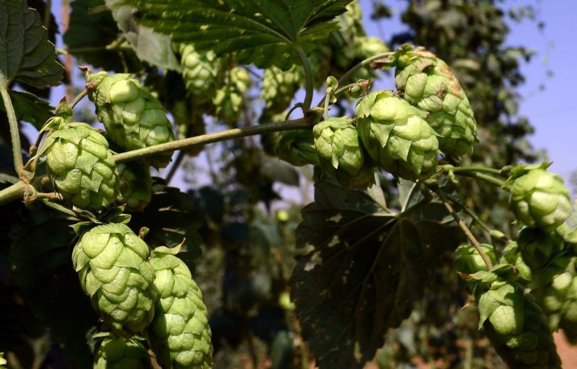 Lúpulo, pouco produzido no país, se adapta bem ao clima do Cerrado