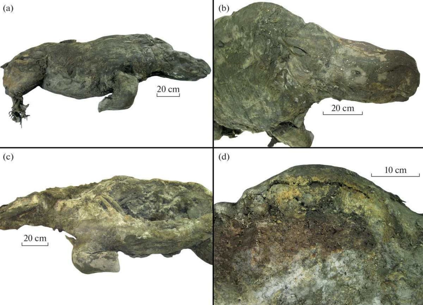 Cientistas encontram fóssil de rinoceronte de 32 mil anos intacto