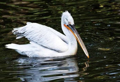 Existem aves que se destacam por diferentes peculiaridades. Entre elas, está o tamanho do bico.  Veja as aves que têm os maiores bicos no mundo.  -  (crédito:  Imagem de Wolfgang Weiser por Pixabay)