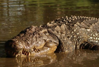 O crocodilo Henry, que vive no Crocworld Conservation Centre, na África do Sul, está perto de completar 124 anos de idade, segundo informou a instituição.
 -  (crédito: Crocworld Conservation Centre/Divulgação)