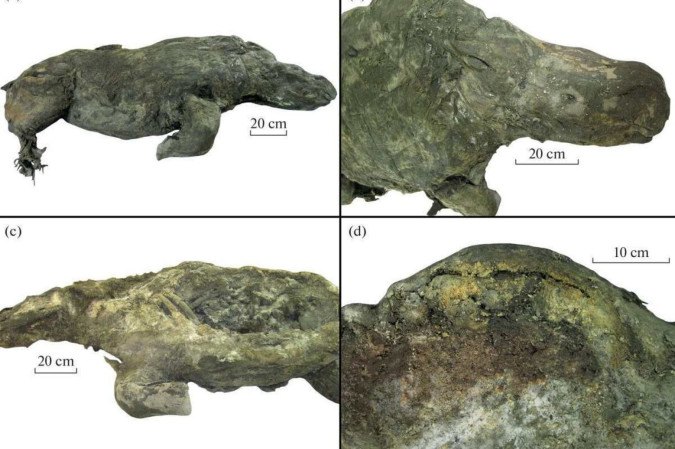 O corpo do rinoceronte-lanoso (Coelodonta antiquitatis) data de aproximadamente 32 mil anos -  (crédito: Reprodução/ Doklady Earth Sciences)