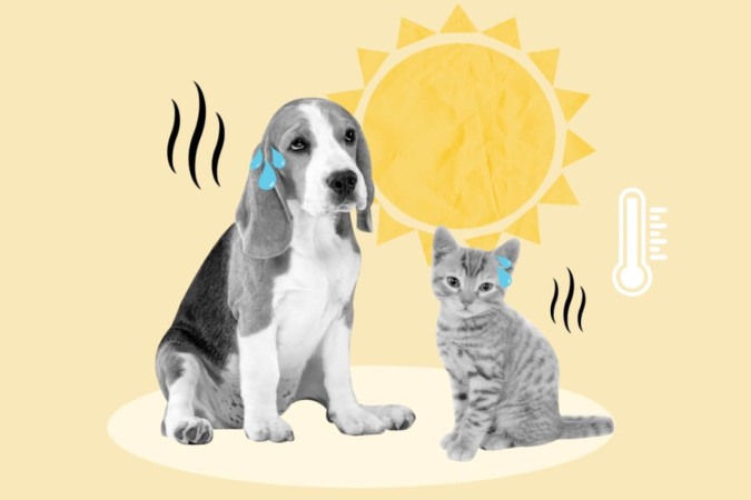 Altas temperaturas exigem cuidados especiais com os animais (Imagem: N Universe | Shutterstock) -  (crédito: EdiCase)