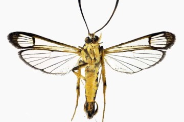 Mariposa de asas transparentes encontrada no Reino Unido -  (crédito: Reprodução/Museu de História Natural)