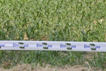 Certame oferece 1.027 vagas para cargos de pesquisador, analista, técnico e assistente, todas na classe inicial -  (crédito: Minervino Júnior/CB/D.A.Press)