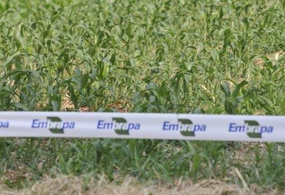 Do total, 719 vagas são destinadas à ampla concorrência, 103 para pessoas com deficiência e 205 para candidatos que se autodeclaram pretos ou pardos -  (crédito: Minervino Júnior/CB/D.A.Press)