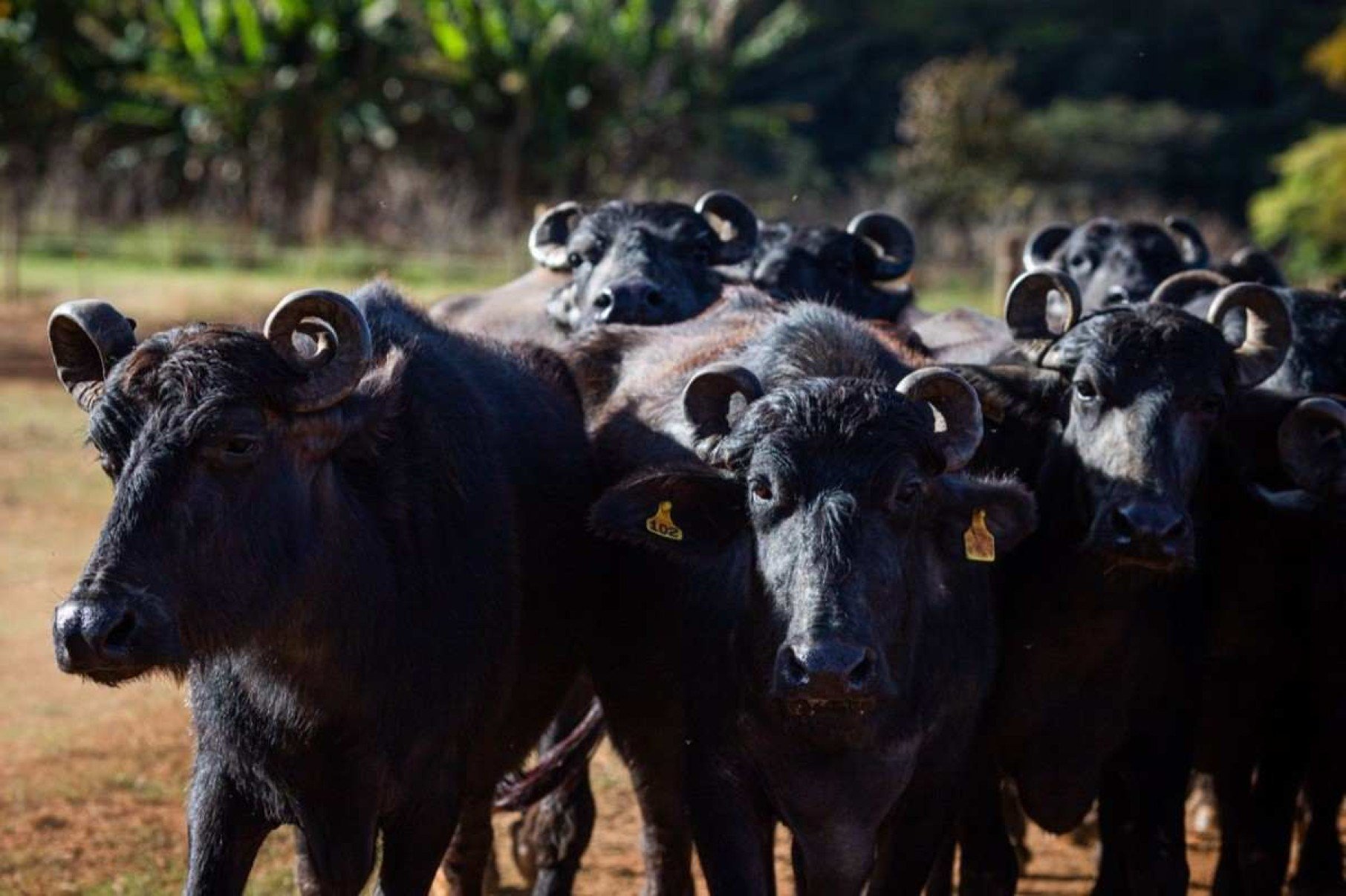 Criadores de búfalos na fazenda Campana garantem que animais são curiosos, muito dóceis e gostam de carinho, além de serem boa companhiaa
