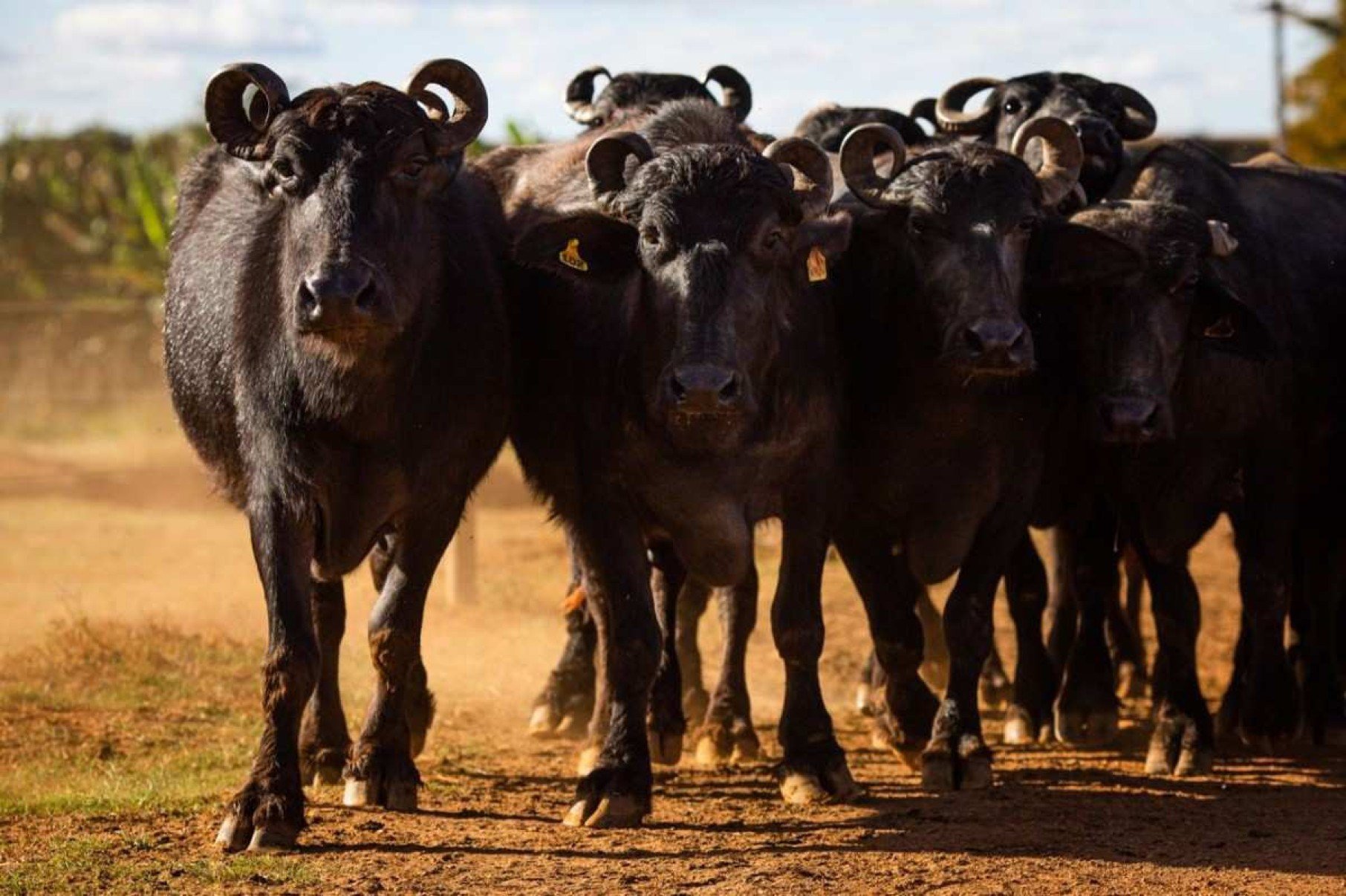 Criação de búfalos Fazenda Campana