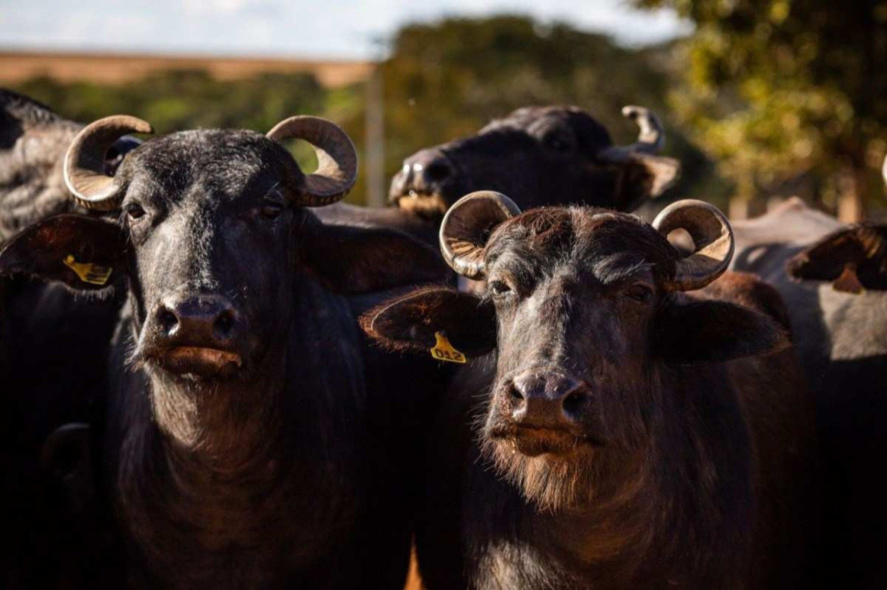 Criação de búfalos Fazenda Campana