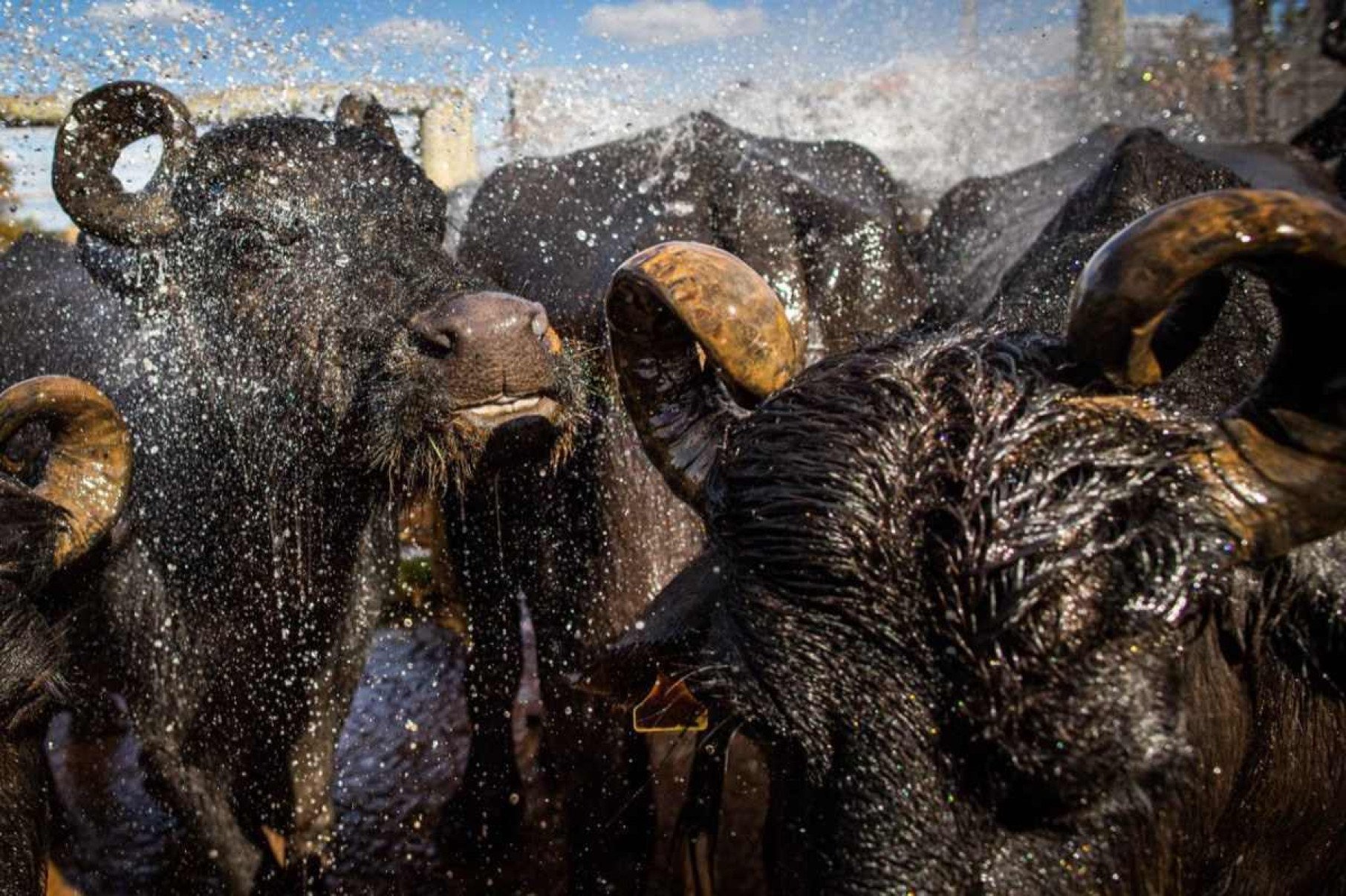 Criação de búfalos Fazenda Campana