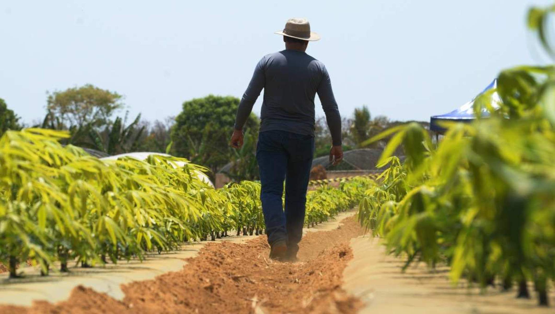 Lei que incentiva o uso de bioinsumos na agricultura entra em vigor 