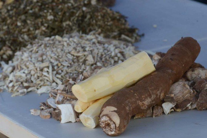  Novo clone de Mandioca é mais amarela e tem maior produtividade