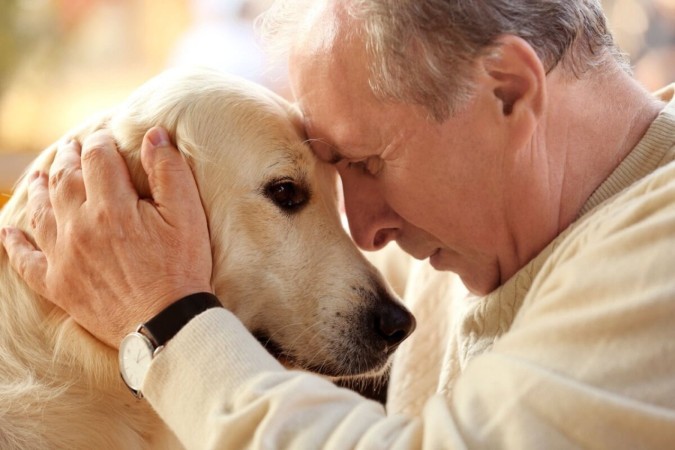 Animais com Síndrome da Disfunção Cognitiva precisam de cuidados especiais (Imagem: Africa Studio | Shutterstock) -  (crédito: EdiCase)