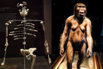 Esqueleto e reprodução de Lucy, hominídeo mais antigo do mundo -  (crédito: Reprodução/Wikimedia Commons)