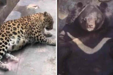 Zoológico é acusado de engordar animais para viralizar na internet - Reprodução