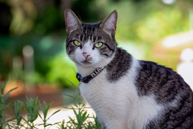 O american wirehair é um gato afetuoso e companheiro (Imagem: Fernando Calmon | Shutterstock) -  (crédito: EdiCase)