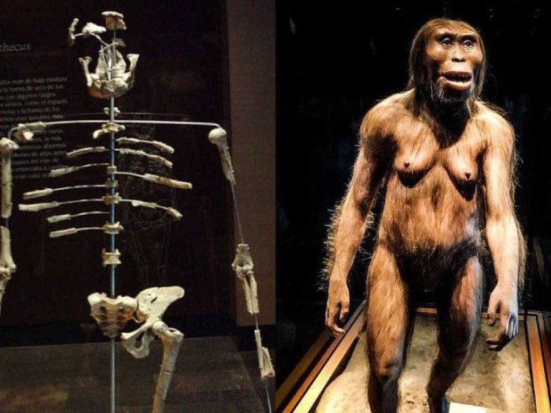 Esqueleto e reprodução de Lucy, que pertence à espécie Australopithecus afarensis -  (crédito: Reprodução/Wikimedia Commons)