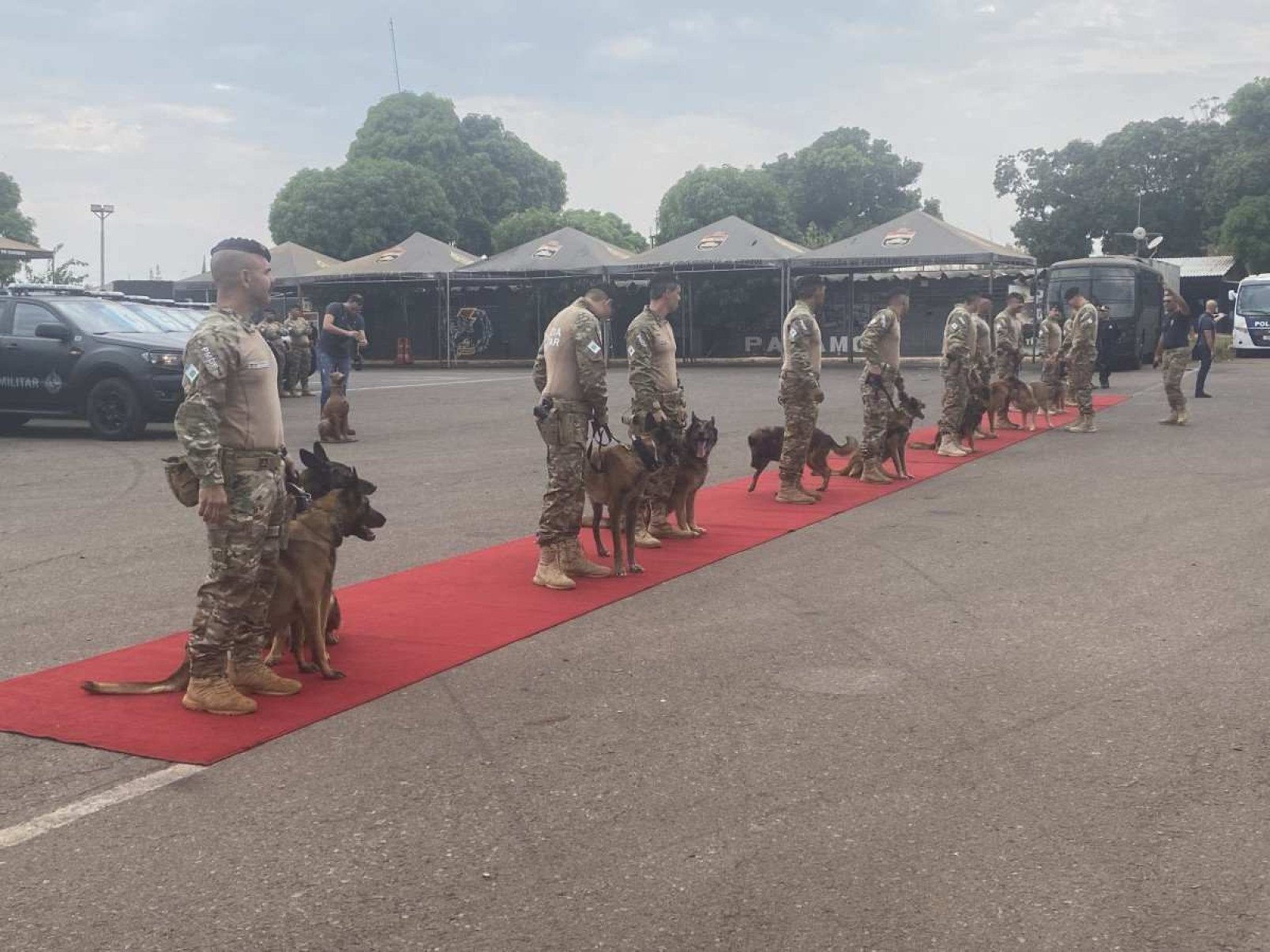 Na foto, os 10 cães que se aposentaram 