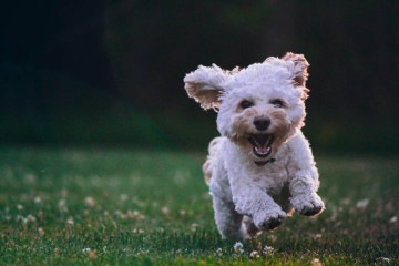 Imagem de um cachorro correndo -  (crédito: Joe Caione/Unsplash)