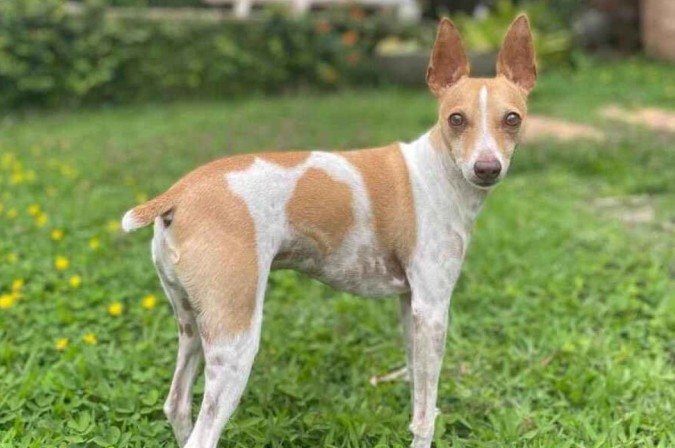 Faro se tornou protagonista de um livro infantil