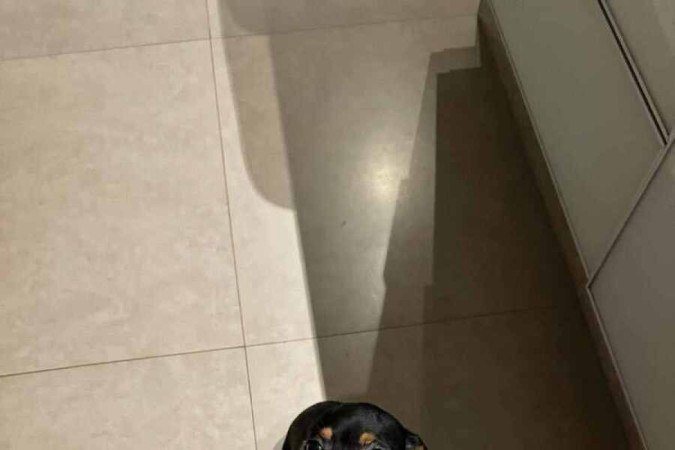 A pinscher Docinho tem uma personalidade que faz jus ao nome