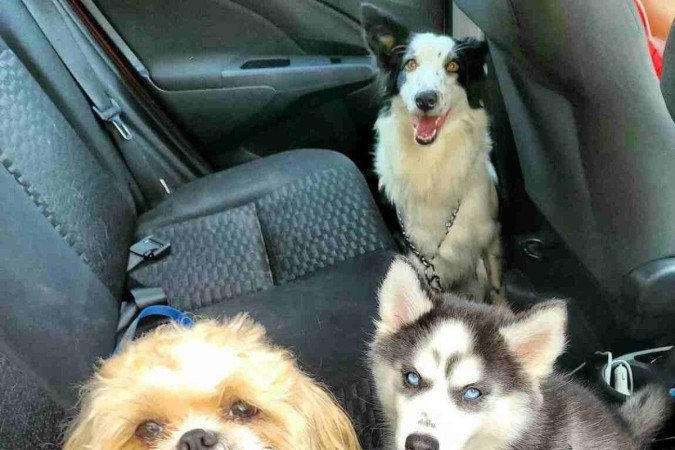 O shih tzu Fred, a husky Ciara e a border collie Latoya foram nomeados em homenagem à artistas famosos