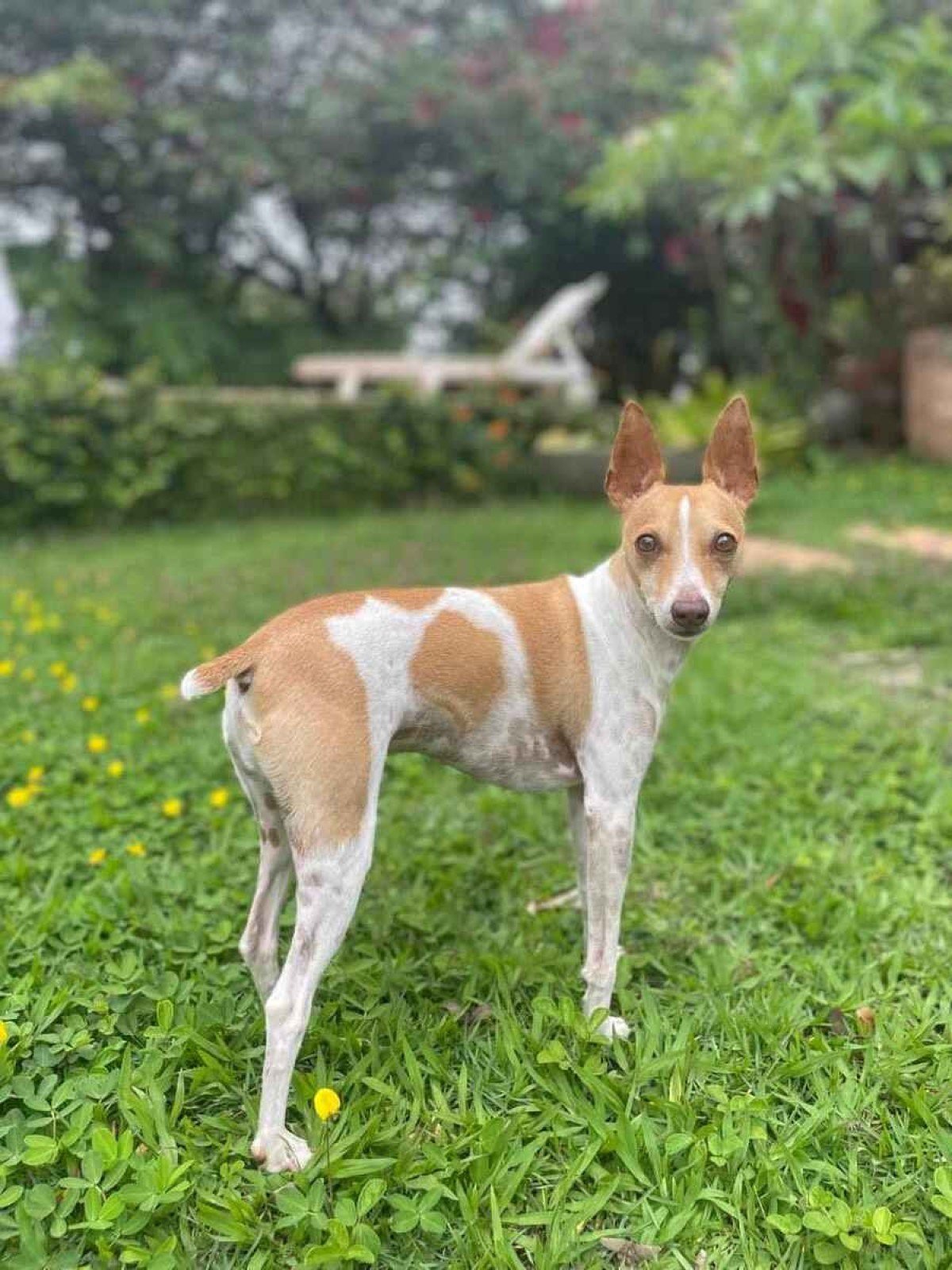 Faro se tornou protagonista de um livro infantil