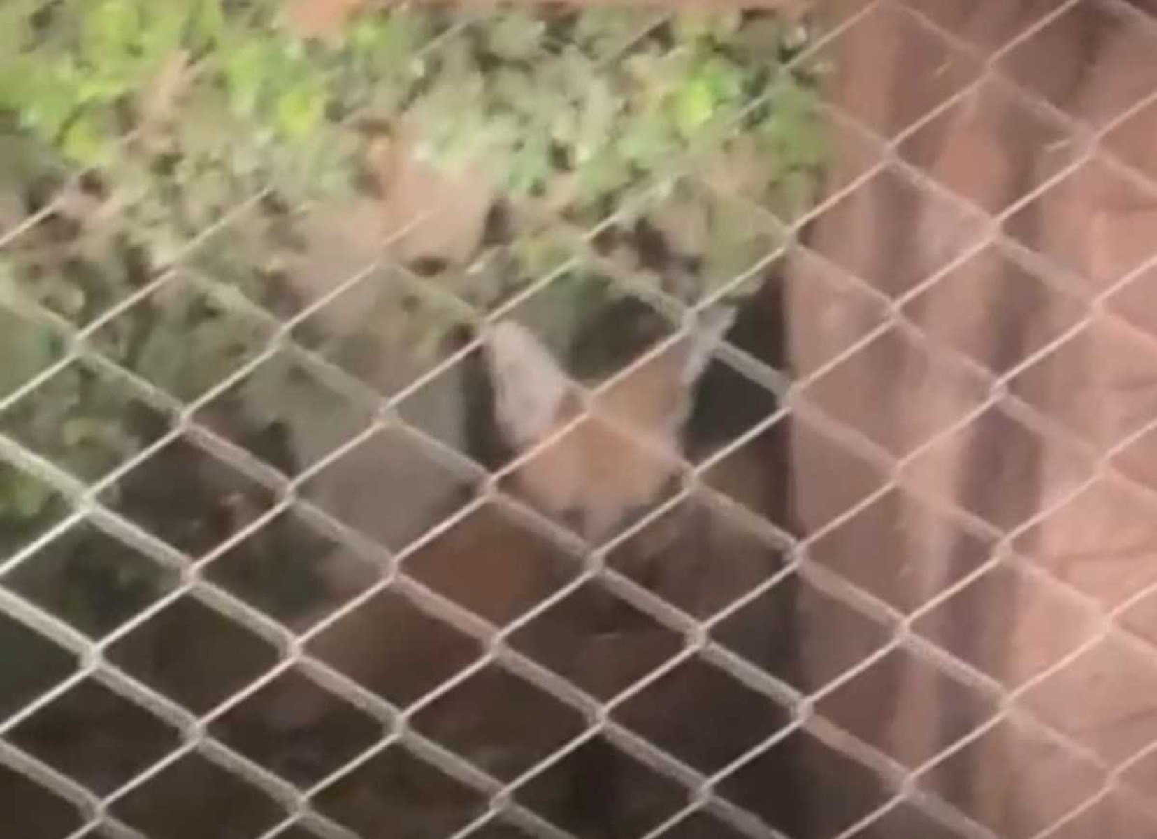 Lobo-guará é resgatado pela PMDF em chácara no Paranoá; veja vídeo 