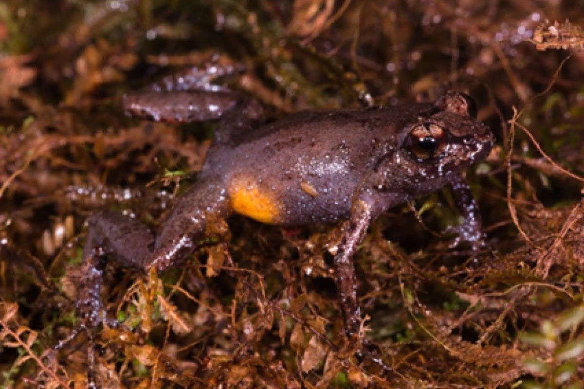 A nova espécie de sapo descoberta na Amazônia