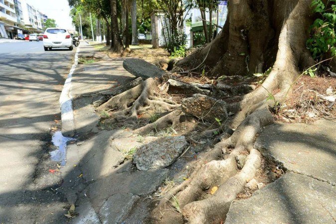 Raízes de árvores geram dificuldades de locomoção ao longo da via