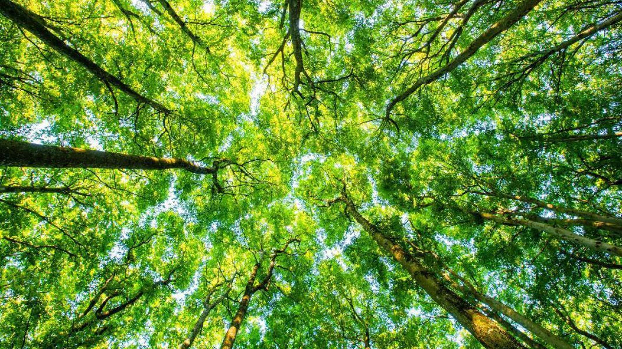 Grande parte da comunicação entre as plantas acontece no subsolo, facilitada por grandes redes de fungos conhecidas como 'rede global florestal' ou 'internet das árvores' -  (crédito: Getty Images)