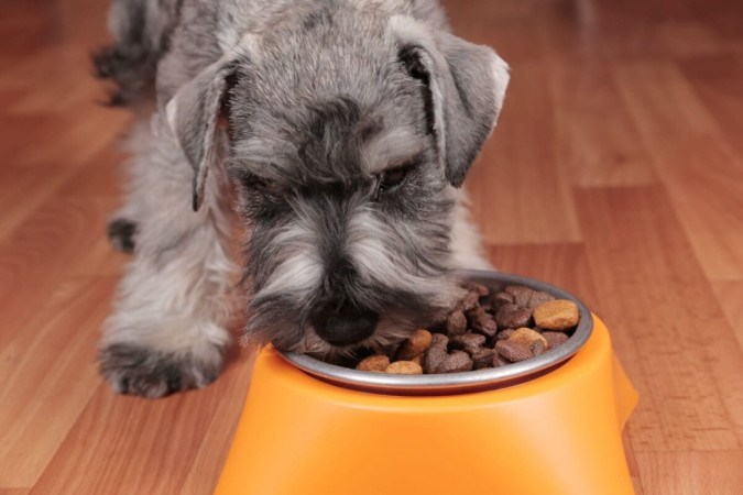 O cuidado com a alimentação é essencial para a saúde de cães obesos (Imagem: Maximilian100 | Shutterstock) -  (crédito: EdiCase)