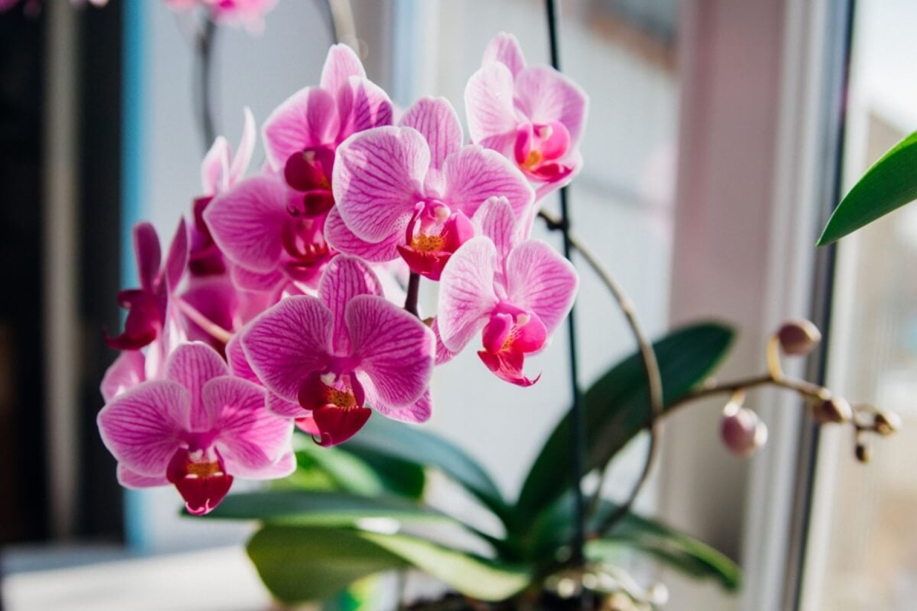 A orquídea phalaenopsis combina com todos os ambientes da casa (Imagem: Alie04 | Shutterstock)  -  (crédito: Edicase)