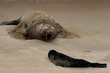 A equipe do Projeto de Monitoramento de Praias da Bacia de Santos (PMP-BS) está acompanhando de perto a mãe e seu filhote, assegurando a proteção e o bem-estar dos animais -  (crédito: Reprodução/Instagram/@institutoaustralis)