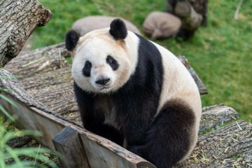 Panda -  (crédito: Lukas W/Unsplash)