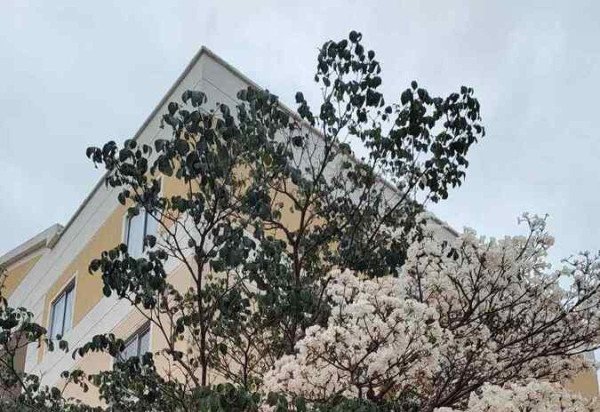 Novacap/Divulgação