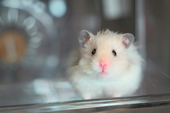 Os casos envolvendo hamsters, no entanto, são raros -  (crédito: Zhaoli JIN/Unsplash)