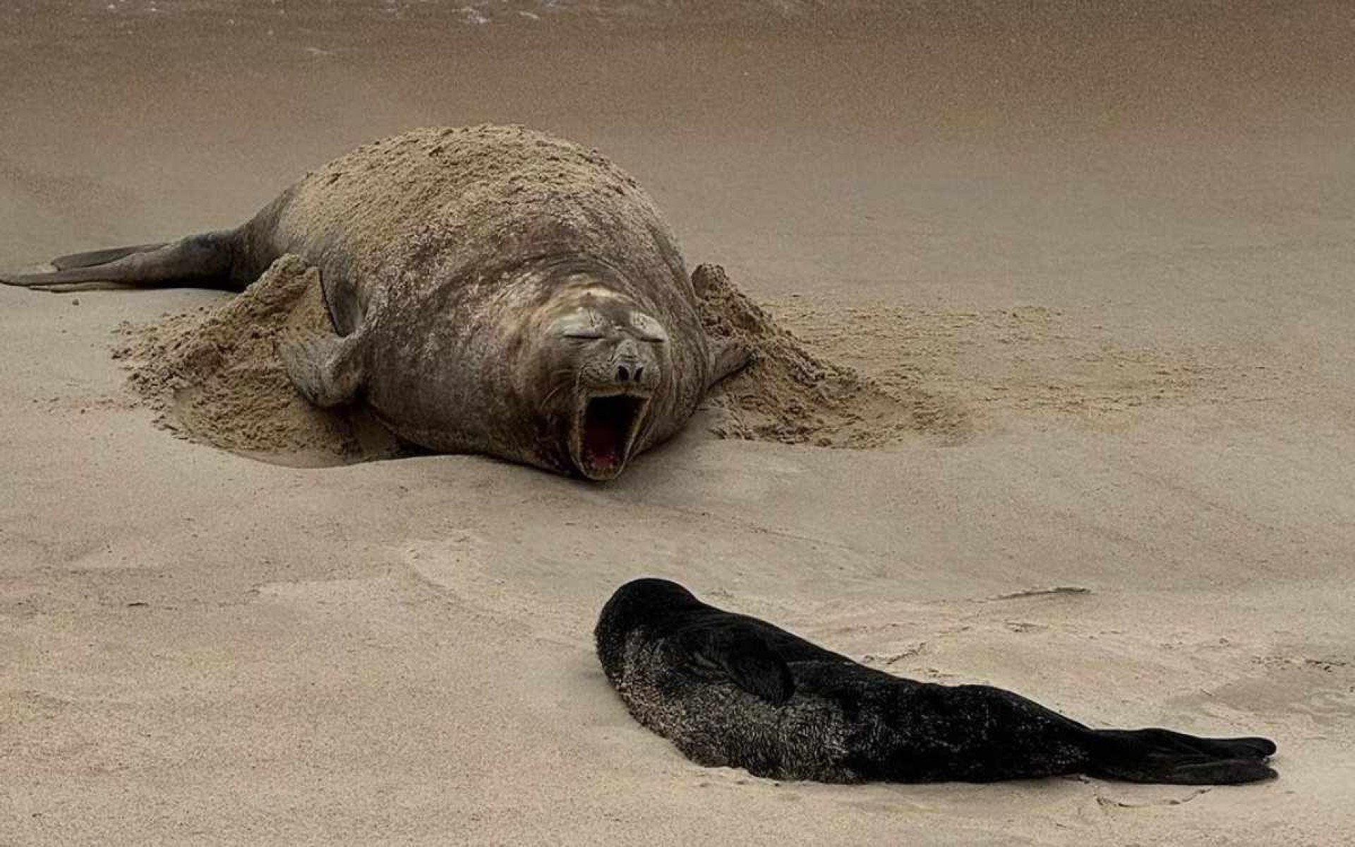 Pela primeira vez, elefante-marinho nasce em praia brasileira