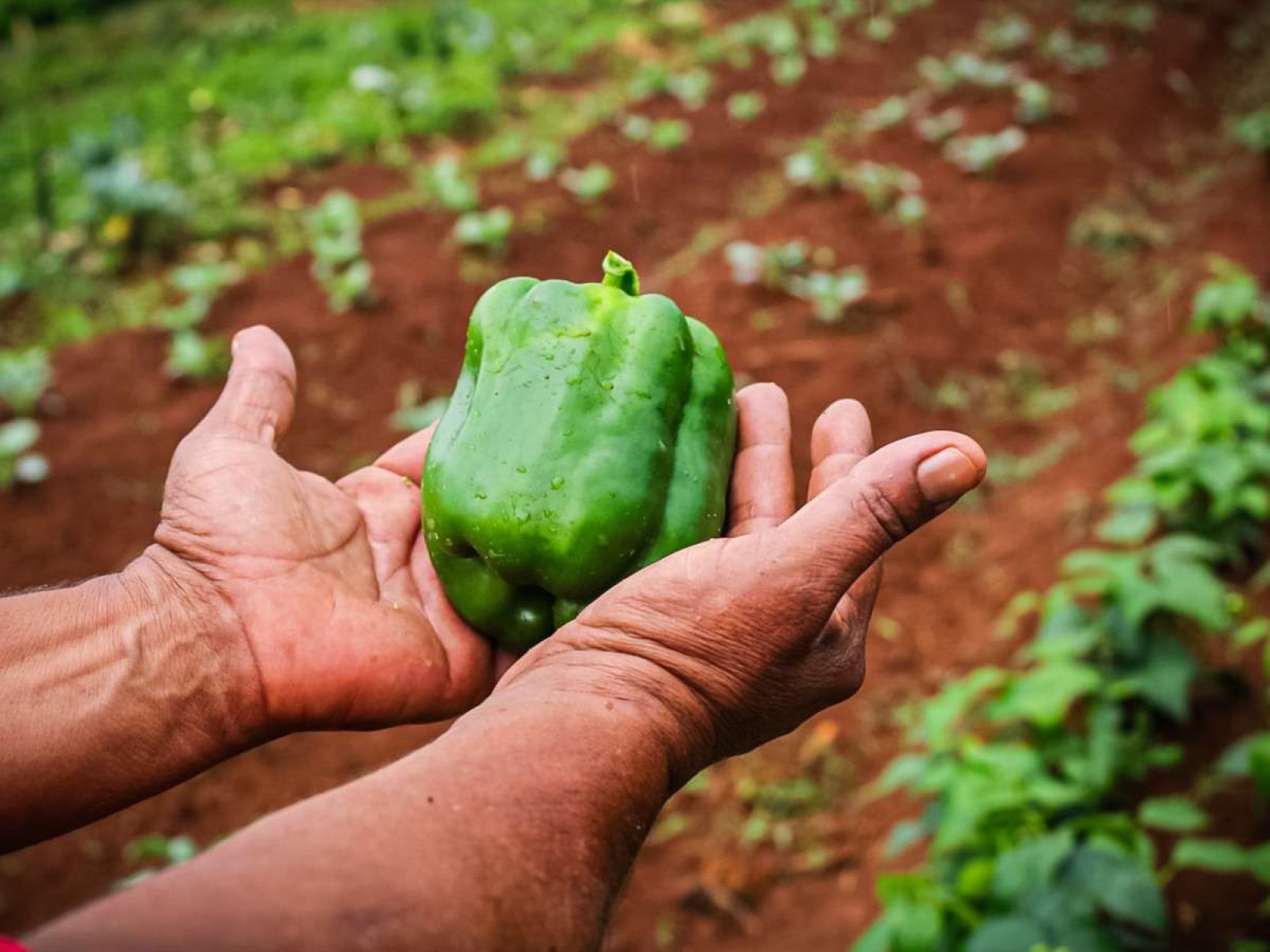 Força feminina impulsiona o agronegócio no Distrito Federal