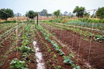 As inscrições deverão ser efetuadas exclusivamente de forma eletrônica, por meio do portal oficial da Sedet-DF, entre esta segunda-feira (13/4) e 22/4 -  (crédito:  Kayo Magalhães/CB/D.A Press)