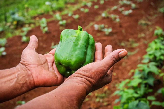 As agricultoras participam de todo o processo de produção, inclusive da colheita -  (crédito: Kayo Magalhães/CB/D.A Press)