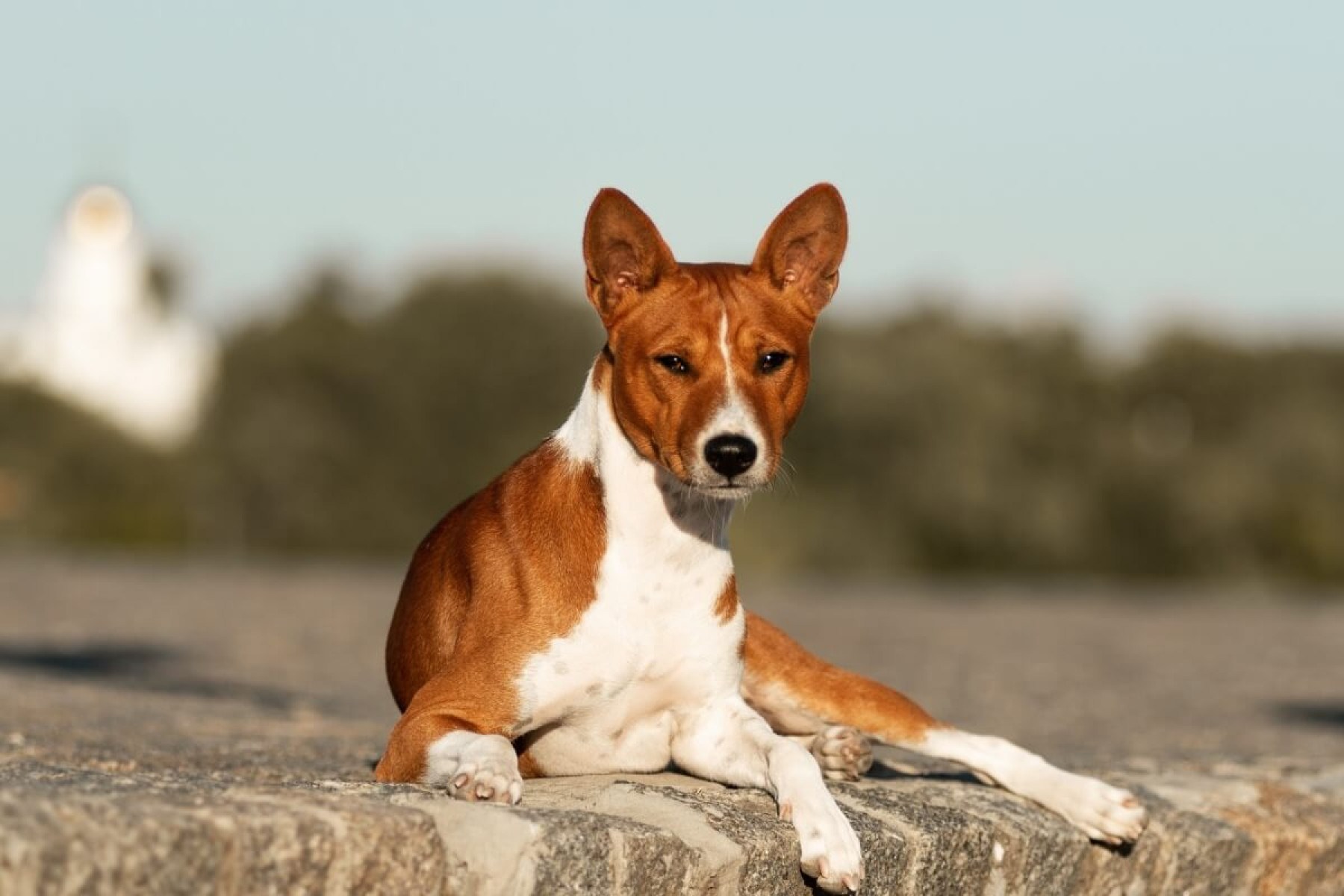 Os cachorros da raça basenji conquistam admiradores por seu comportamento peculiar e aparência elegante (Imagem: Olha Didenko |  Shutterstock)  -  (crédito: EdiCase)