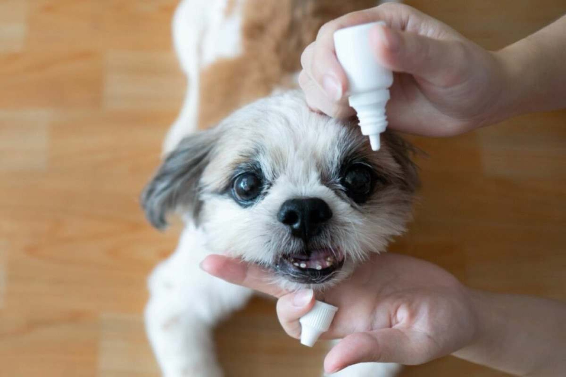 Cegueira em pets: ficar atento aos sinais é essencial 