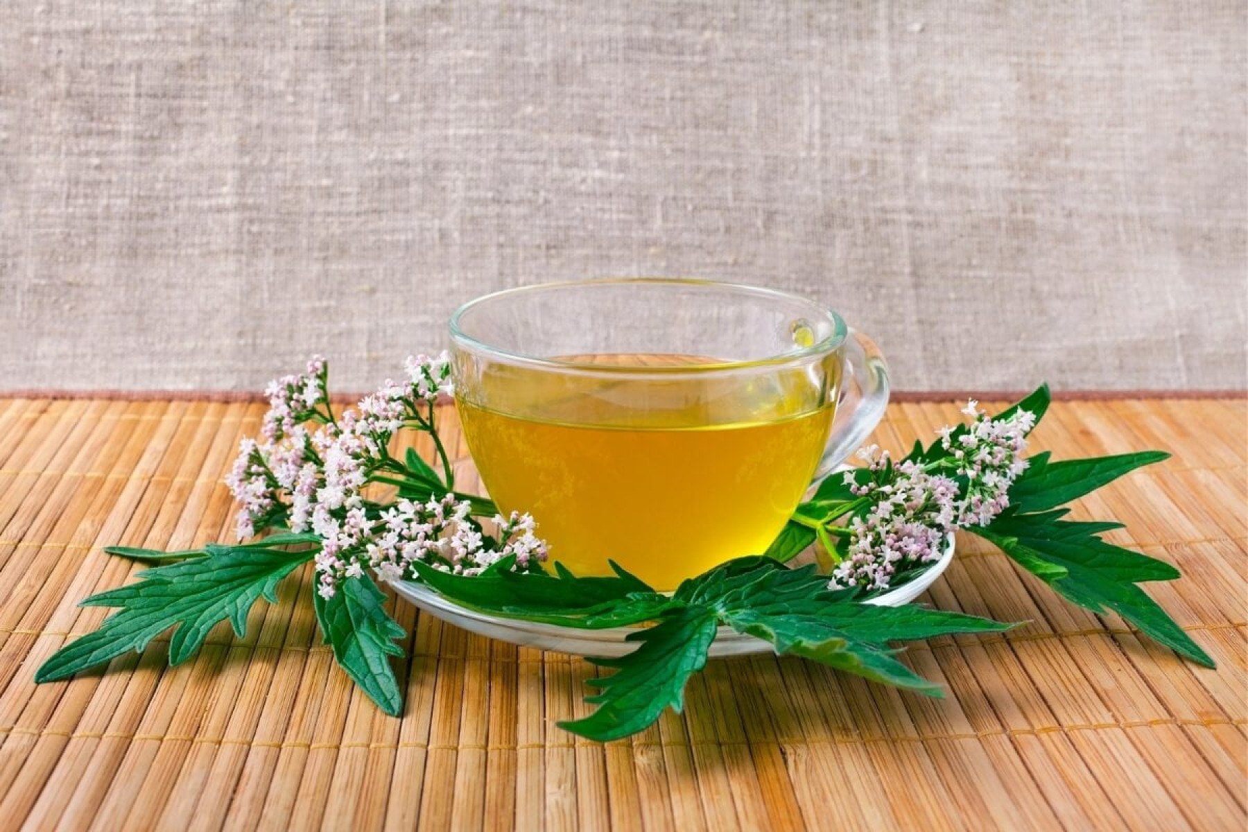 O chá de valeriana aumenta o bem-estar físico e mental (Imagem: Snowbelle | Shutterstock) -  (crédito: EdiCase)