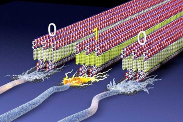 Ilustração com montagem de moléculas de peptídeos e segmentos moleculares  -  (crédito: Mark Seniw/Center for Regenerative Medicine/Northwestern University)