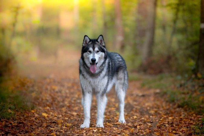 Apesar das diferenças comportamentais e físicas, os cachorros e os lobos têm muitas semelhanças genéticas e biológicas (Imagem: BAUER Alexandre | Shutterstock)  -  (crédito: EdiCase)