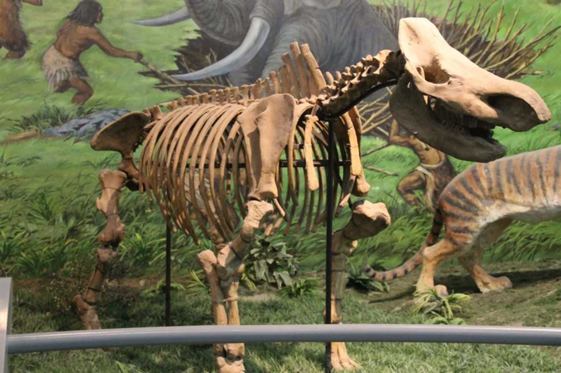 Descoberta revela caça de elefantes gigantes na Índia há 400 mil anos